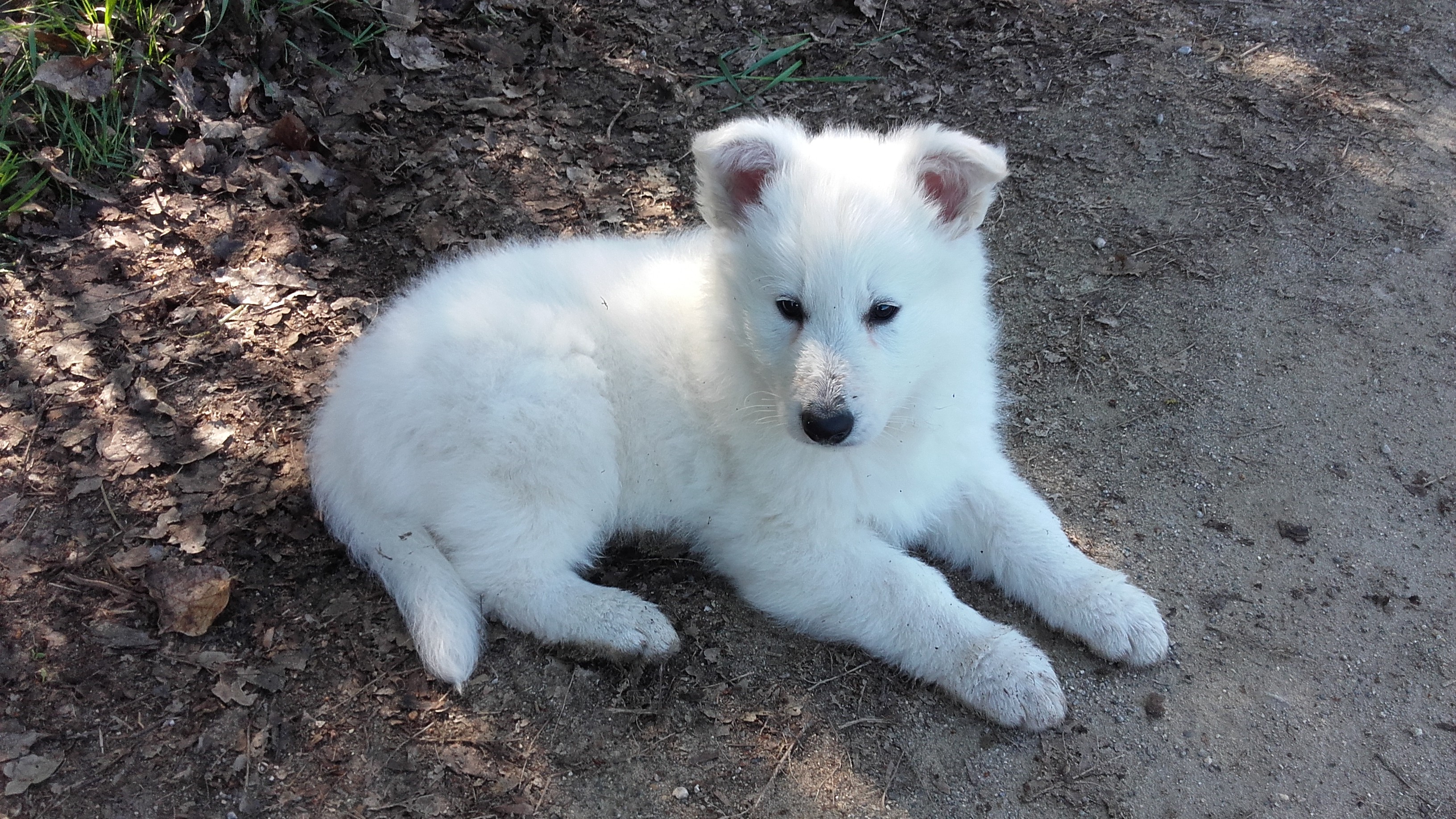 Neige des loups modernes